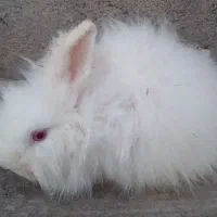 خرگوش انگورا انگلیسی