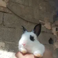 بچه خرگوش|موش و خرگوش|آبیک, |دیوار