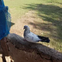 تعدادی کبوتر نر وماده وچندتا هم جوجه بزرگ|پرنده|رستم‌آباد, |دیوار