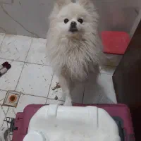 سگ پامر|سگ|اصفهان, طامه|دیوار