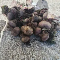 لبو ارگانیک درجه 1|خوردنی و آشامیدنی|بردسیر, |دیوار