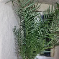 درخت خرما