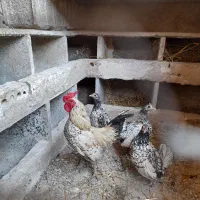 مرغ و خروس سیپرایت