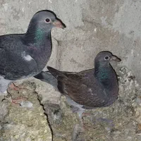 کبوتر دوبر وطوقی کمری