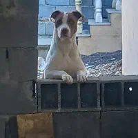 واگذاری سگ پیتبول