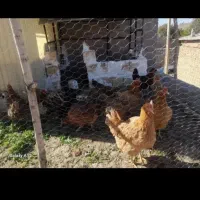 مرغ تخمی