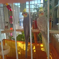 عروس هلندی نر و ماده