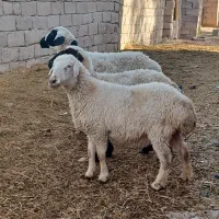 سه تا میش نژاد دار دوقلوزا اوست مناسب مالداری