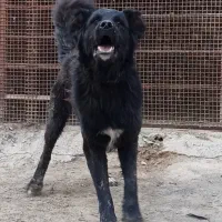 نر چل|سگ|مبارکه, |دیوار