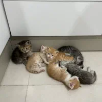 فروش گربه|گربه|مینودشت, |دیوار