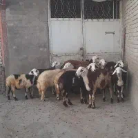 بره نره|حیوانات مزرعه|بروجرد, |دیوار