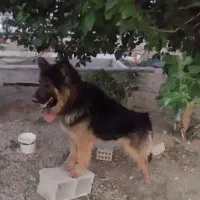 سگ ژرمن نگهبان|سگ|کرمانشاه, |دیوار