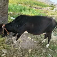 گاو جوان با گوساله چاق روغنی