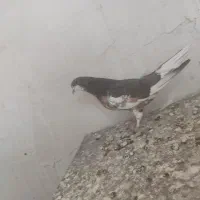 کبوتر.شهری گل زرد|پرنده|شیراز, کرونی(خاتونک)|دیوار