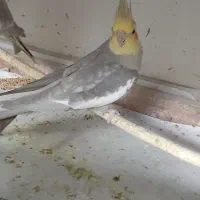 عروس هلندی بدلیل کمبود جا|پرنده|گرمسار, |دیوار