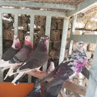 کفتر پرشتی