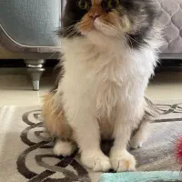 گربه پرشین خاص و مهربان