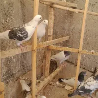 پرنده|پرنده|میانه, |دیوار