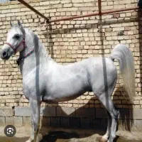 پانسیون اسب باکس‌ اسب