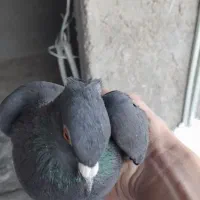 ماده زاغ کلاهی چشم پرتقالی