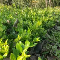 فروش گل یاس هلندی گلدان ۳و۱۰ و شمشاد طلایی گلدان ۳