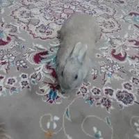 خررگوش‌خوب‌‌وباهوش‌