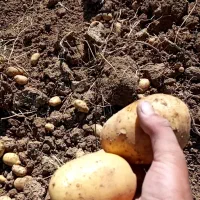 سیب زمینی|عمده‌فروشی|چنارود, |دیوار