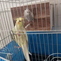 عروس هلندی نر دستی و سخنگو مست