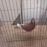 کفتررنگی وسرخ پرشی دم سفید|پرنده|قم, بنیاد|دیوار