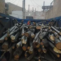 خرید خوب باغی وحرس  درختان چنار وصنوبر