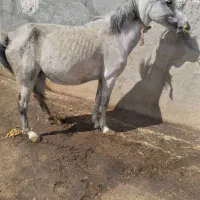 اسب|اسب و تجهیزات اسب‌سواری|اردبیل, |دیوار