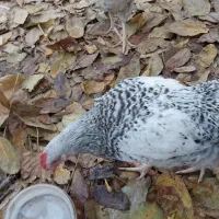 خروس|حیوانات مزرعه|تنکمان, |دیوار