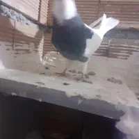 سرور کلفه جفت تخم هم گذاشته سیاه کلفه مثل خروس|پرنده|اردبیل, |دیوار