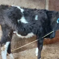 گوساله سمینتال و هلشتاین|حیوانات مزرعه|سرخنکلاته, |دیوار