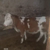 گوساله نر داشتی اصل