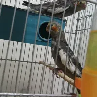 جفت عروس ۸۰۰