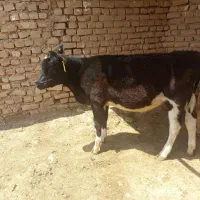 گوساله ماده