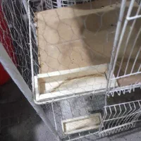 جفتـ گاه کبوتــر ۳طبقه ابعاد ۴۵/۴۰|لوازم جانبی حیوانات|بندرعباس, |دیوار