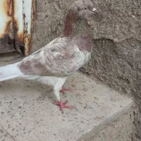 کبوتر پرشی