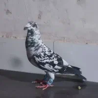 گلی سیاه نر