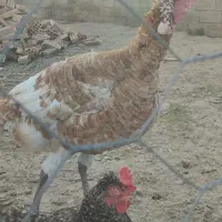 بوقلمون بوربون