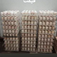 تخم مرغ گلپایگانی