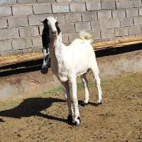 بزغاله نر گلابی اصیل|حیوانات مزرعه|پائین جام, |دیوار