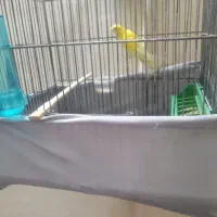 قناری نر سوپری|پرنده|فردیس, شهرک شهید حسینی|دیوار