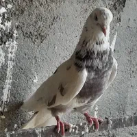 کفتر پرشی نامبر