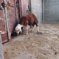 قوچ