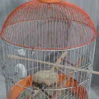 قفس پرنده