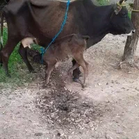 گاو‌دورگ جرسی همراه با گوساله ماده دورگ