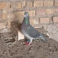 پلاکی ماده اصیل