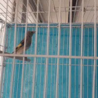 سهره کرمانی|پرنده|شیروان (خراسان), |دیوار